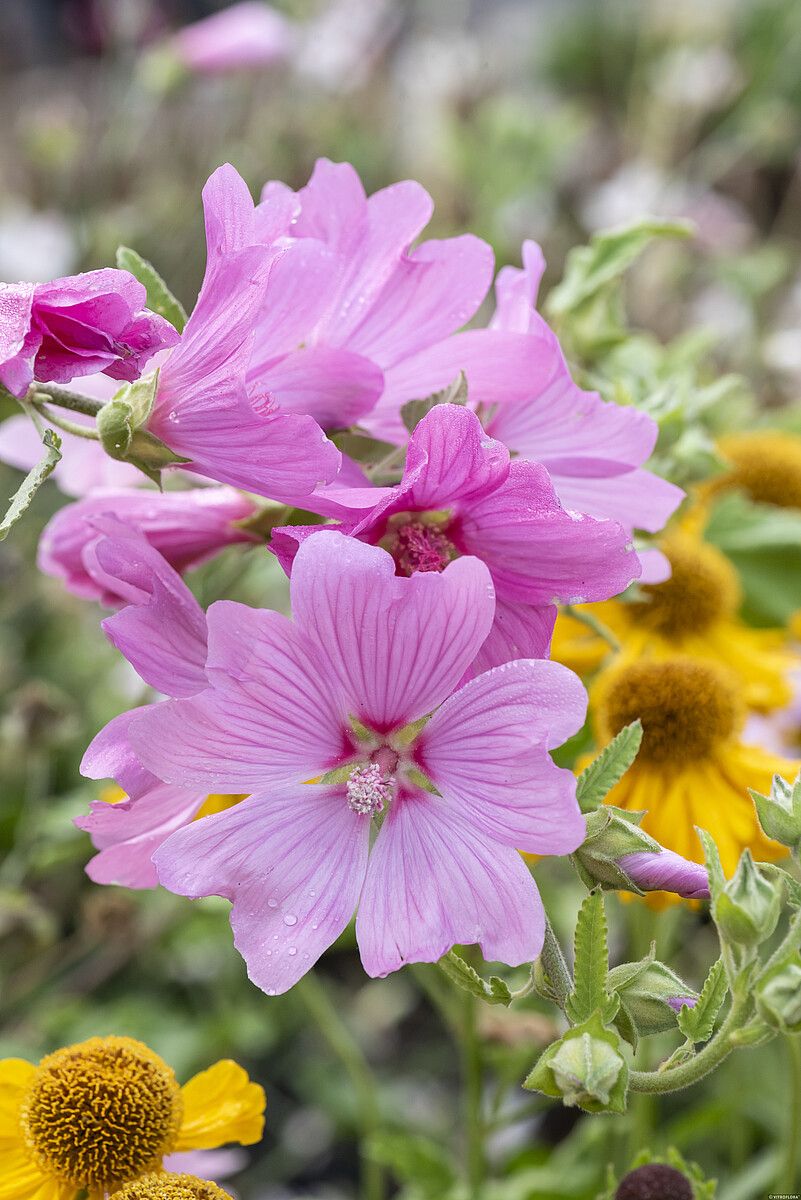 Ślazówka 'Blushing Bride' Lavatera hybrida
