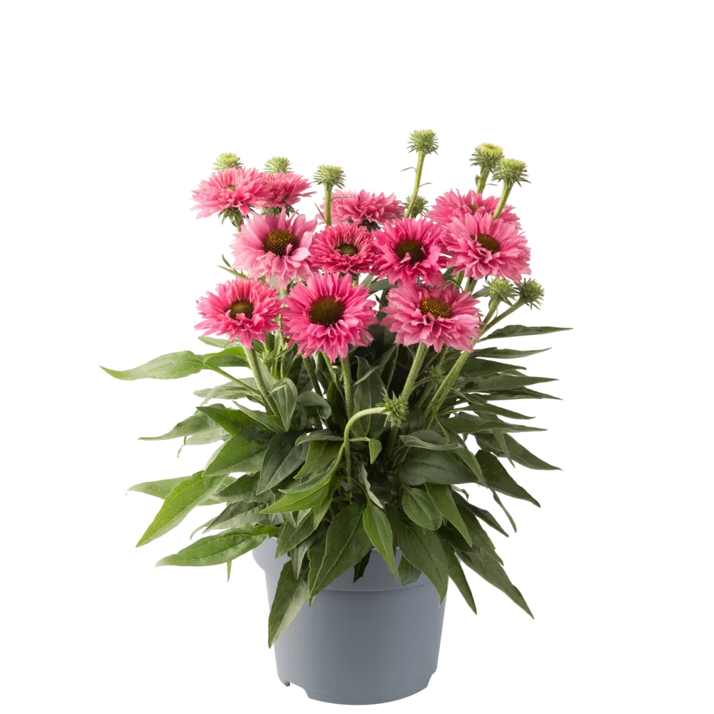 Jeżówka 'Bolero Rose' Echinacea hybrida