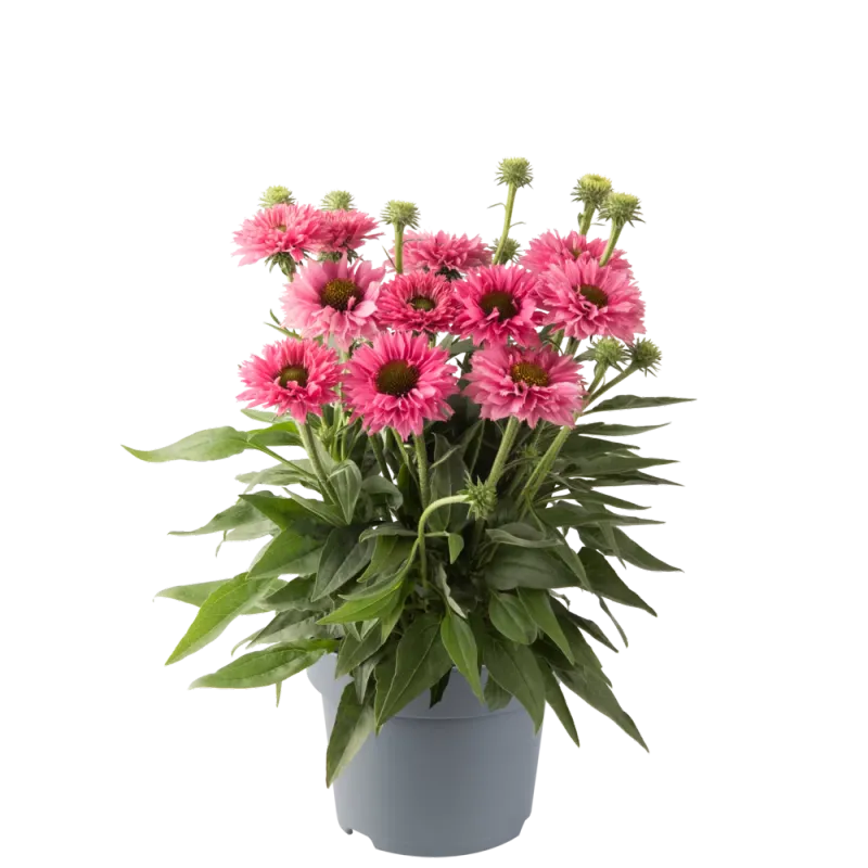 Jeżówka 'Bolero Rose' Echinacea hybrida