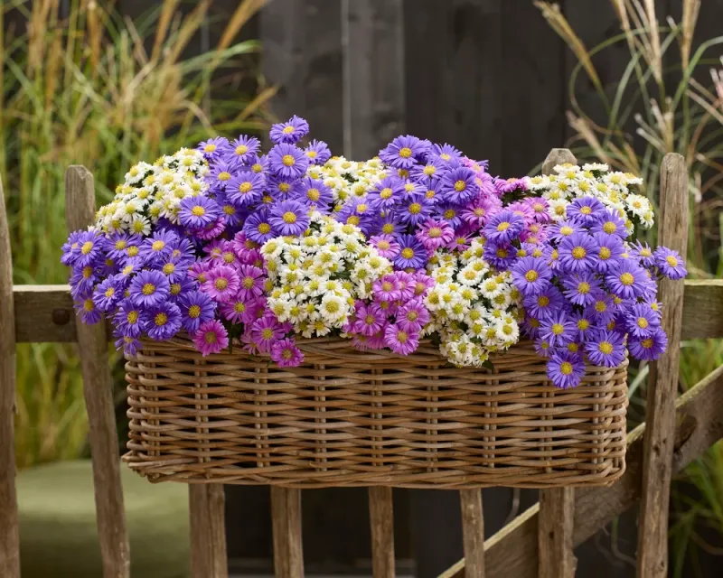 Aster 'Alpha® Mixmaster Universe' Aster dumosus