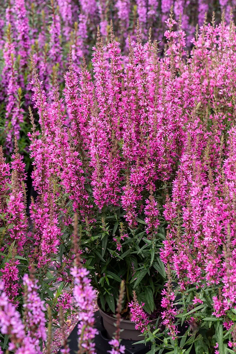 Krwawnica 'Luminara Hot Pink' Lythrum hybrida