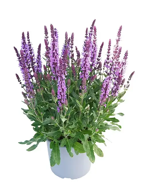Szałwia omszona 'Salute® Lavender' Salvia nemorosa