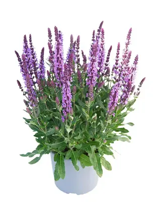 Szałwia omszona 'Salute® Lavender' Salvia nemorosa