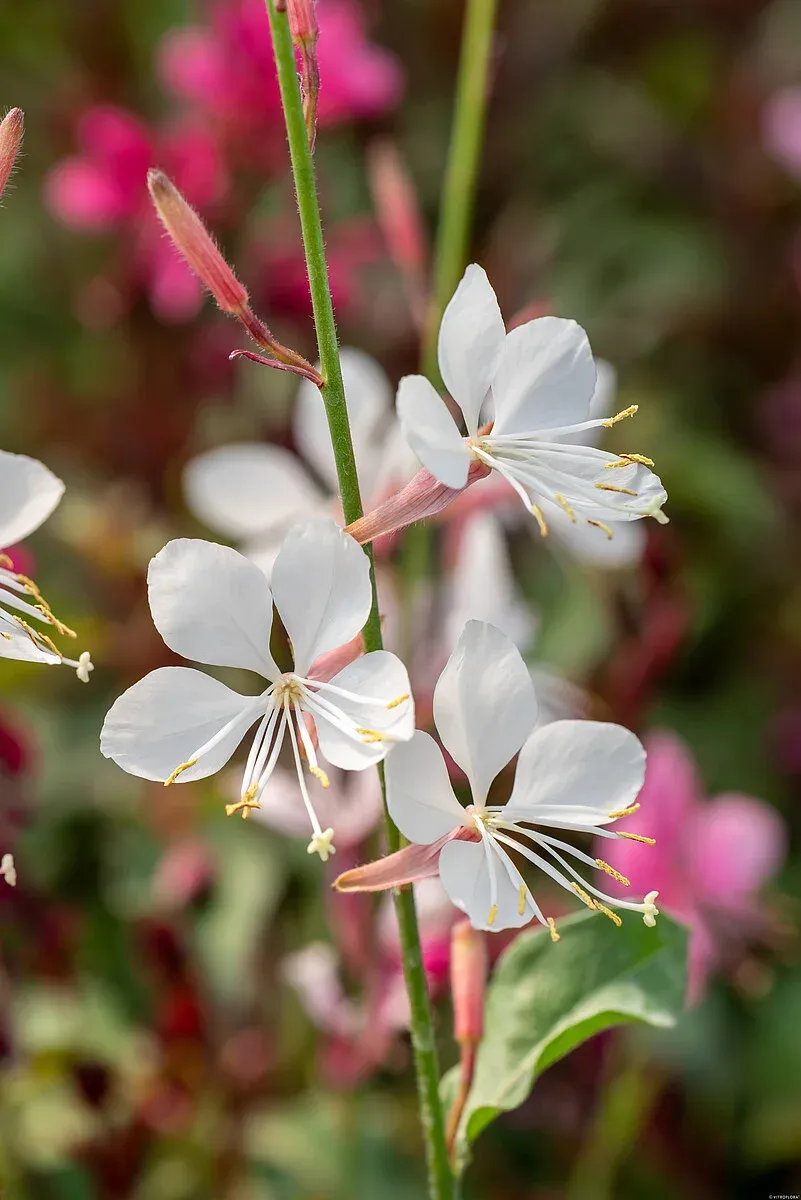 Gaura biała 'Flamingo White' Gaura lindheimeri