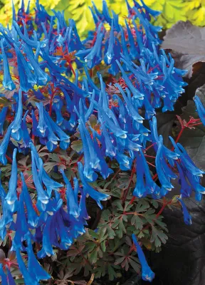 Kokorycz 'Blue Heron' Corydalis curviflora