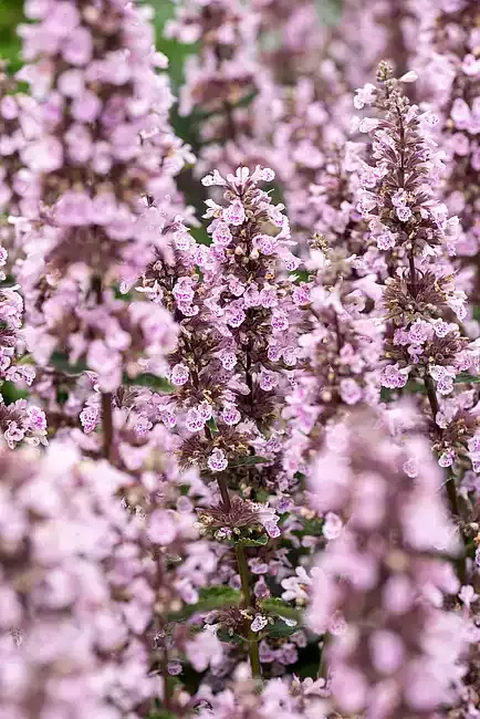 Kocimiętka syberyjska 'Serene Wild Orchid' Nepeta siberica
