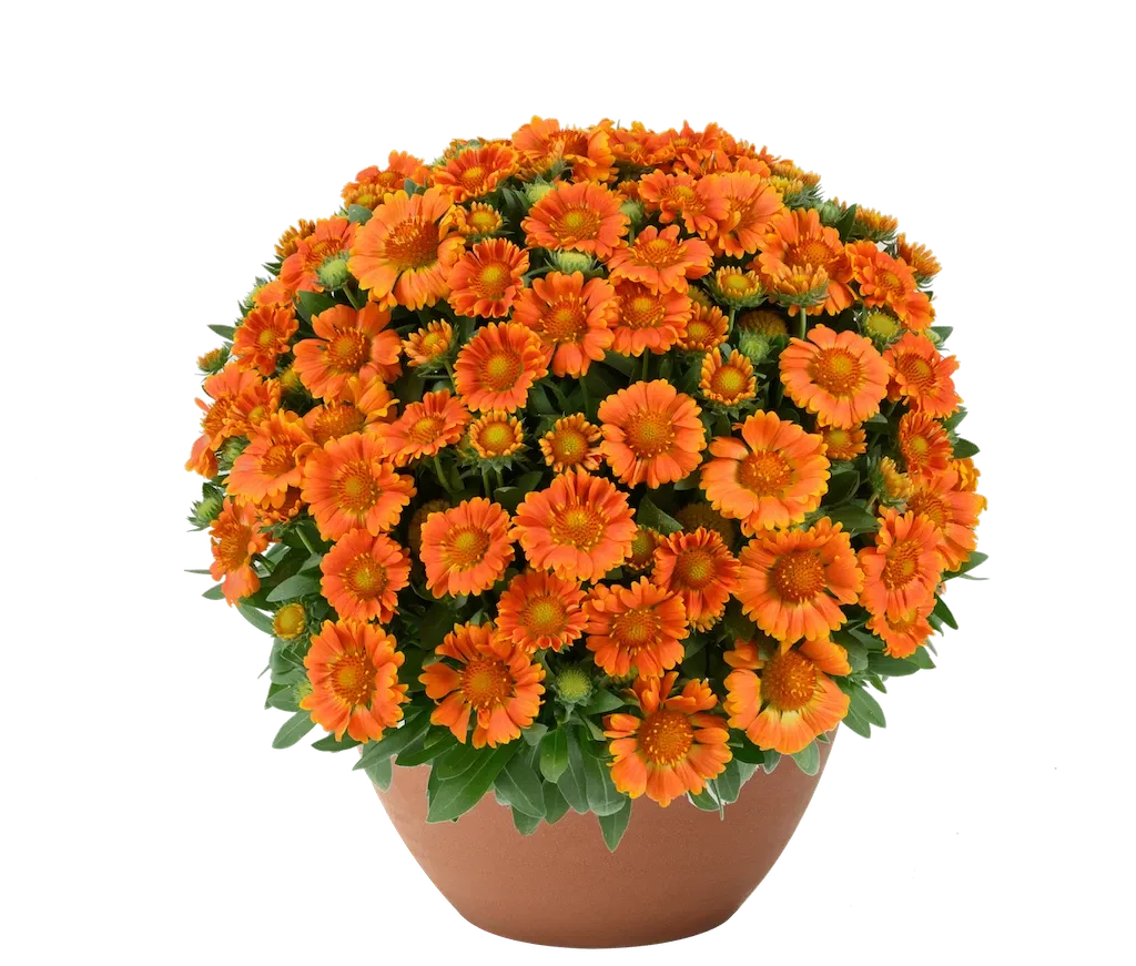 Gaillardia 'Gusto™ Orange Zest' Gaillardia aristata