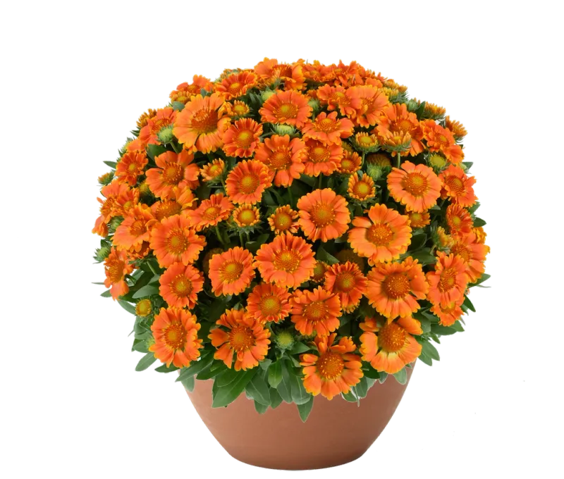 Gaillardia 'Gusto™ Orange Zest' Gaillardia aristata