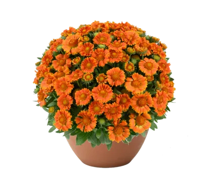 Gaillardia 'Gusto™ Orange Zest' Gaillardia aristata