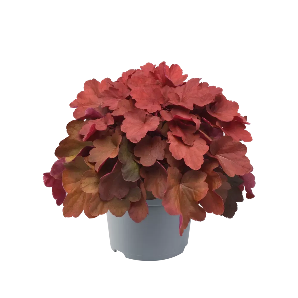 Żurawka 'Carnival Cinnamon Stick' Heuchera