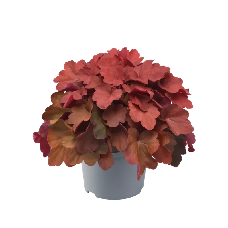 Żurawka 'Carnival Cinnamon Stick' Heuchera