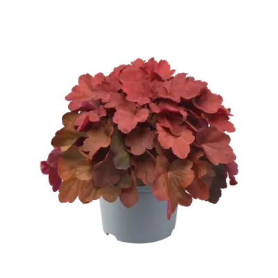 Żurawka 'Carnival Cinnamon Stick' Heuchera