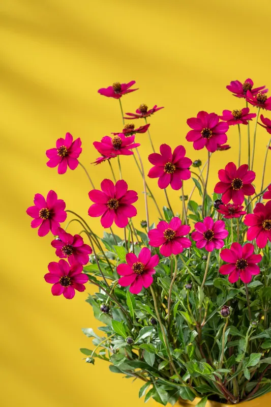 Kosmos czekoladowy 'Cherry Chocolate' Cosmos atrosanguineus