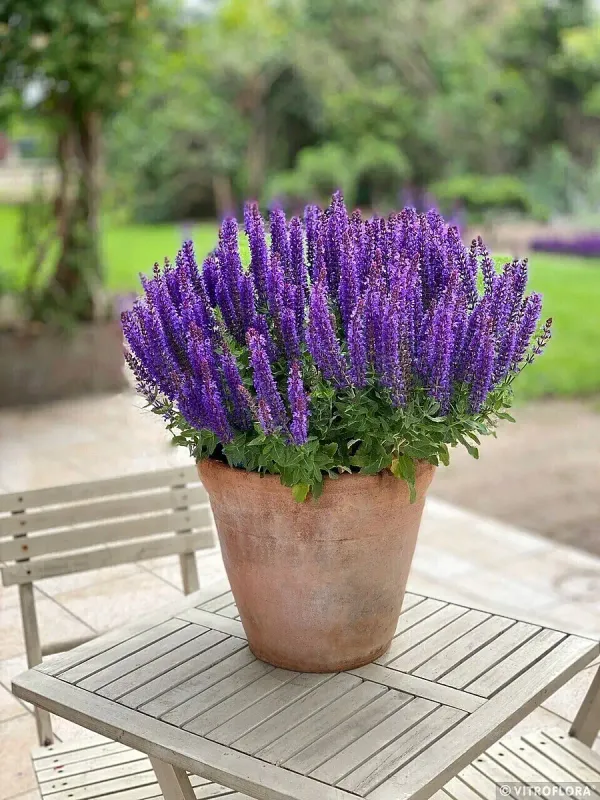Szałwia omszona 'Rianne Purple' Salvia nemorosa