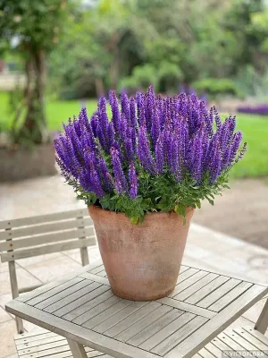 Szałwia omszona 'Rianne Purple' Salvia nemorosa