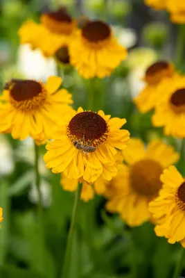Dzielżan 'The Bishop' Helenium bigelovil