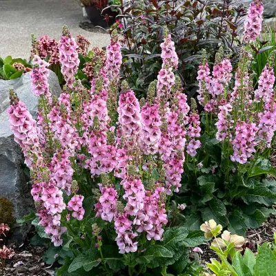 Dziewanna 'Lavender Lass' Verbascum hybrida