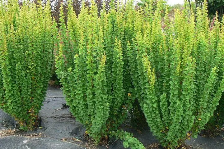 Berberys 'Erecta' Berberis thunbergii