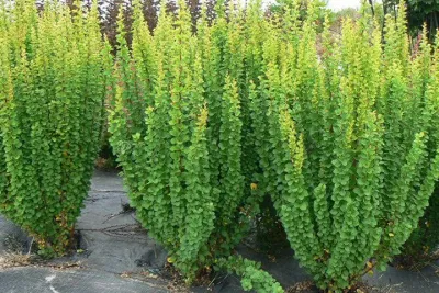 Berberys 'Erecta' Berberis thunbergii