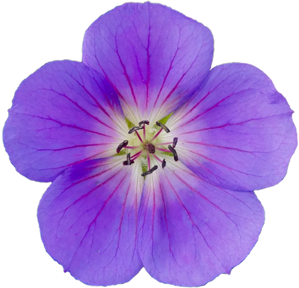 Bodziszek 'Bloom me Away' Geranium hybrida