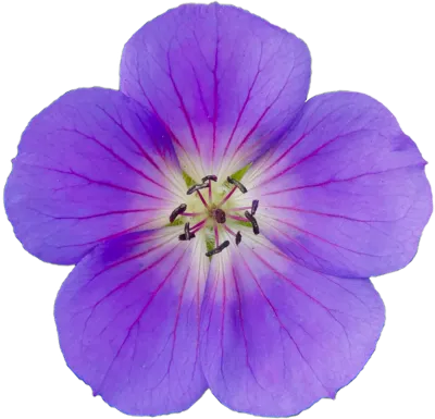 Bodziszek 'Bloom me Away' Geranium hybrida