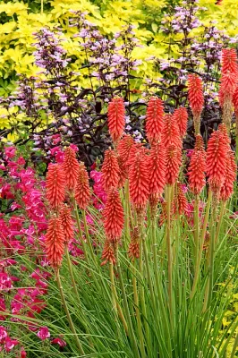 Trytoma 'Redhot Popsicle' Kniphofia hybrida