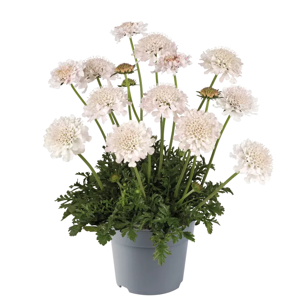 Drakiew 'Atalanta® White' Scabiosa columbaria
