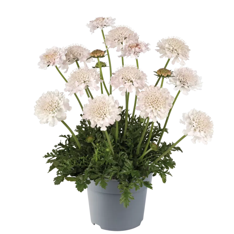 Drakiew 'Atalanta® White' Scabiosa columbaria