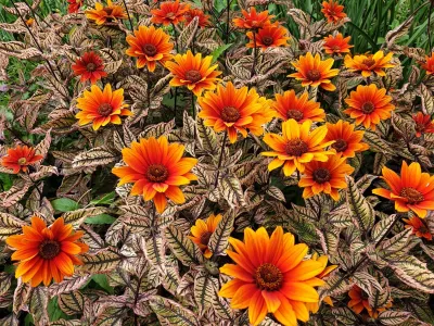 Słoneczniczek 'Orange Marble' Heliopsis