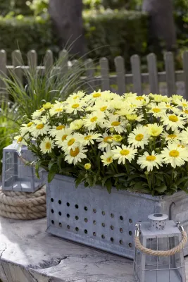 Złocień 'Ooh La™ LaCreme' Leucanthemum maximum