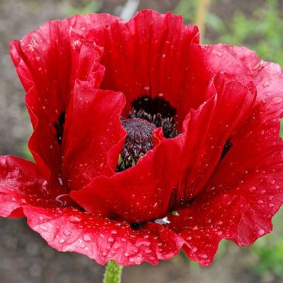 Mak wschodni 'Beauty of Livermore' Papaver orientale