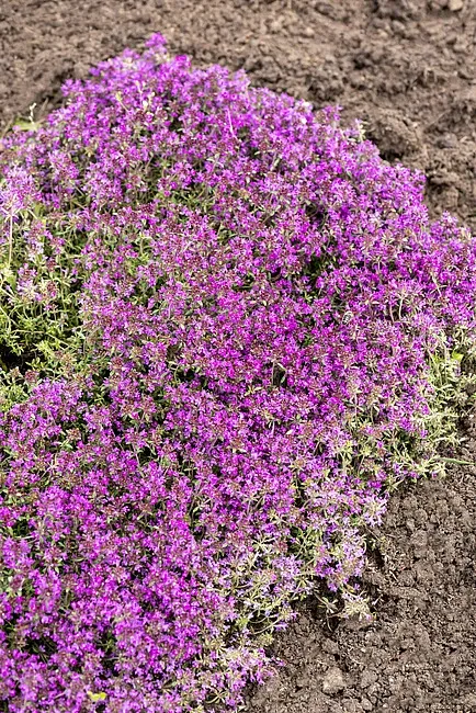 Macierzanka wczesna 'Red Carpet' Thymus praecox