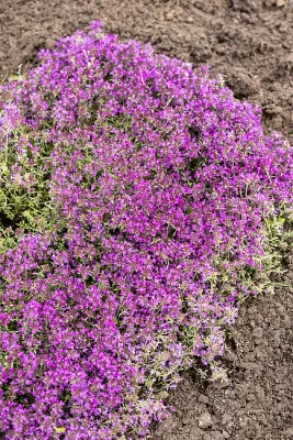 Macierzanka wczesna 'Red Carpet' Thymus praecox