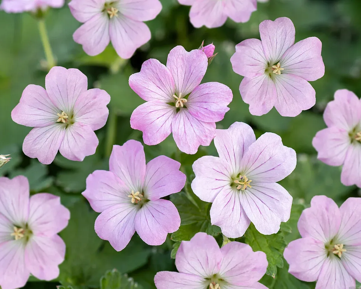 Bodziszek 'Dreamland' Geranium hybrida