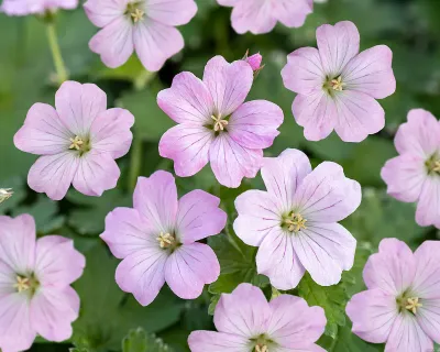 Bodziszek 'Dreamland' Geranium hybrida