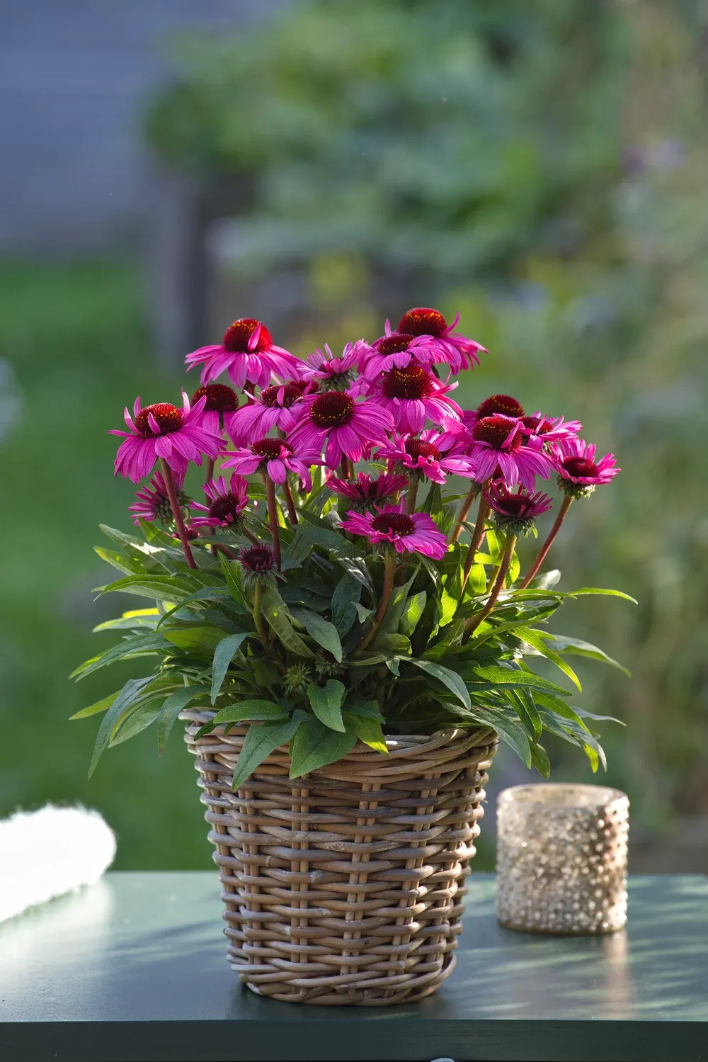 Jeżówka 'SunMagic Vintage Hot Pink' Echinacea hybrida