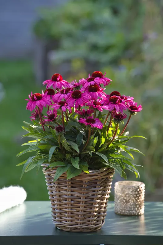 Jeżówka 'SunMagic Vintage Hot Pink' Echinacea hybrida