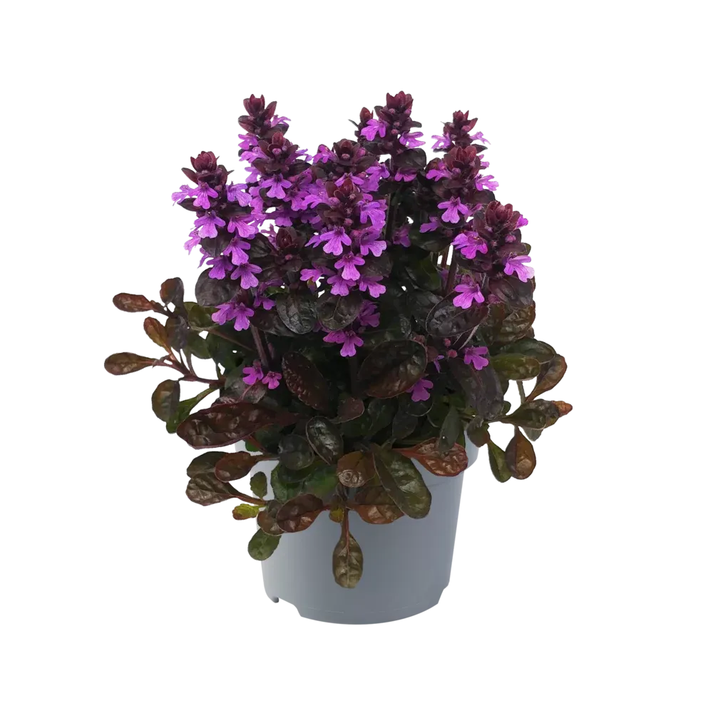 Dąbrówka 'Midnight Mystery' Ajuga reptans