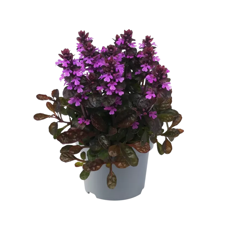 Dąbrówka 'Midnight Mystery' Ajuga reptans