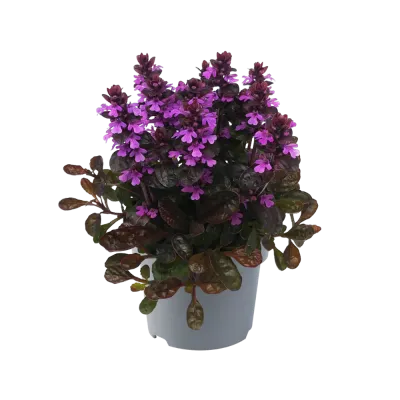Dąbrówka 'Midnight Mystery' Ajuga reptans