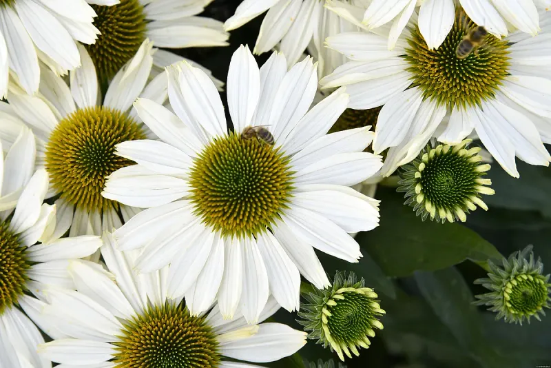 Jeżówka 'SunMagic Vintage Pearl White' Echinacea hybrida