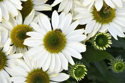 Jeżówka 'SunMagic Vintage Pearl White' Echinacea hybrida