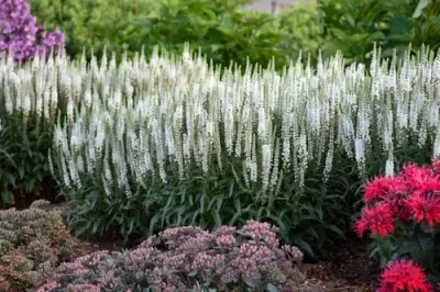 Przetacznik 'Magic Show® White Wands' Veronica spicata