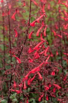 Fuksja przylądkowa 'Cherry Ripe' Phygelius