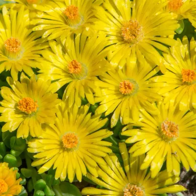Słonecznica 'Royal Ranger Yellow' Delosperma cooperi