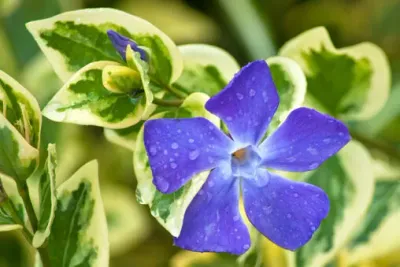 Barwinek większy 'Variegata' Vinca major