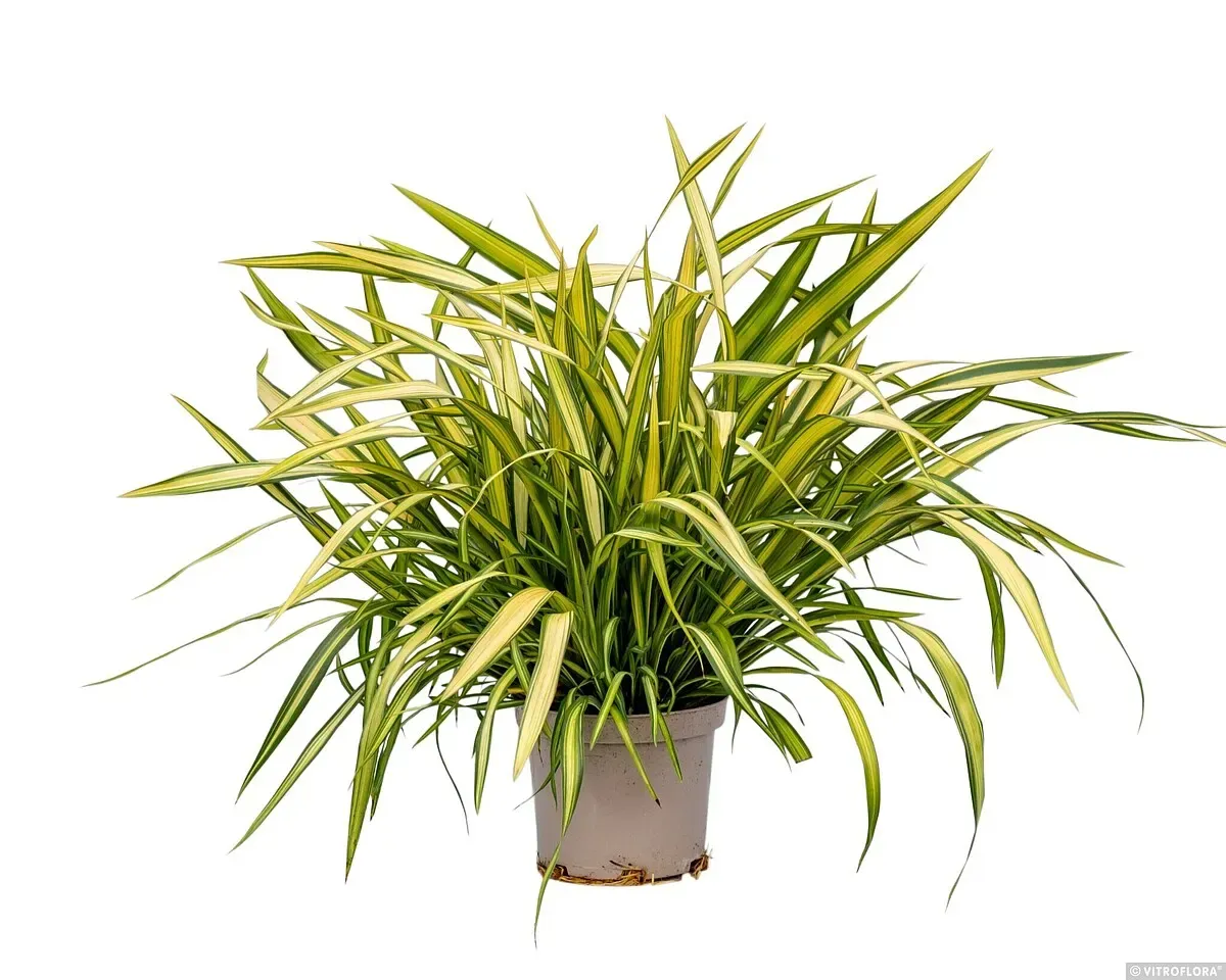 Len nowozelandzki 'Yellow Wave' Phormium