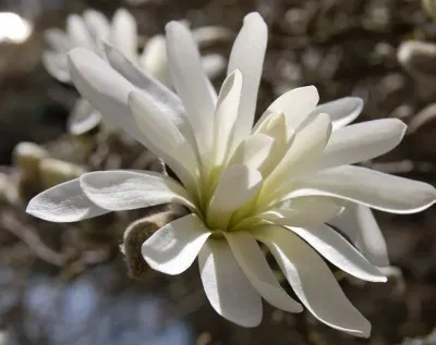 Magnolia gwiaździsta 'Royal Star' Magnolia stellata