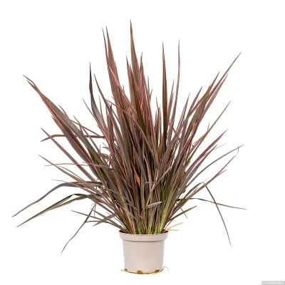 Len nowozelandzki 'Sundowner' Phormium