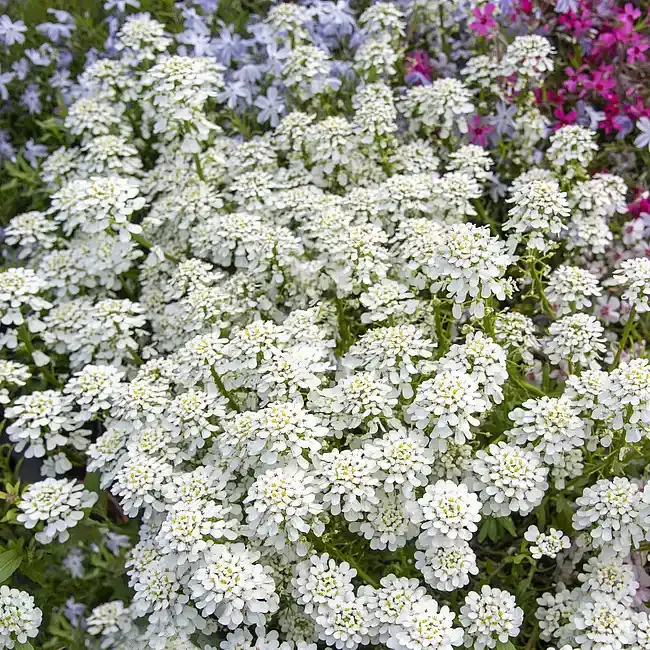 Ubiorek 'Alexander's White' Iberis sempervirens